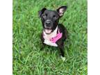 Adopt Zelda a American Staffordshire Terrier, Mixed Breed
