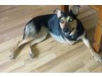 Adopt Sweet P a Border Collie, German Shepherd Dog