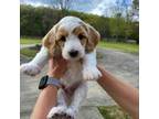 Mutt Puppy for sale in Trussville, AL, USA