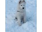 Samoyed Puppy for sale in Duluth, MN, USA