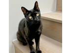 Adopt Mirabel a Domestic Short Hair