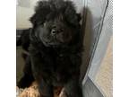 Chow Chow Puppy for sale in Powell, WY, USA
