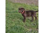 Labrador Retriever Puppy for sale in Janesville, WI, USA