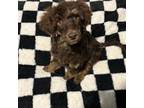 Mutt Puppy for sale in Parkersburg, WV, USA