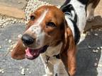 Adopt Rune a Basset Hound, Beagle