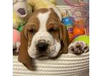 Basset Hound Puppy for sale in Harlan, KY, USA