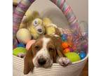 Basset Hound Puppy for sale in Harlan, KY, USA