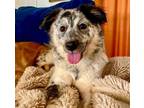 Adopt Juniper a Australian Shepherd, Collie