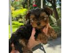 Yorkshire Terrier Puppy for sale in Everett, WA, USA