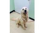 Adopt Noble a Great Pyrenees