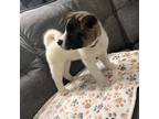 Akita Puppy for sale in Marietta, GA, USA