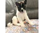 Akita Puppy for sale in Atlanta, GA, USA