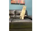 Adopt Casper a Domestic Short Hair