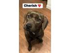 Adopt Cherish a Chocolate Labrador Retriever