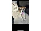 Adopt Evonie a Mixed Breed