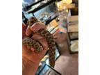 Adopt Female Hognose a Snake