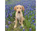 Adopt Iris a Labrador Retriever