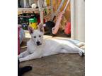 Adopt Blanca a White German Shepherd