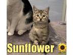 Adopt Sunflower a American Shorthair