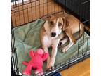 Adopt Bethany a Hound, Whippet