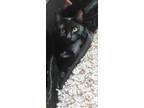 Adopt Cosima (Cosi) a Domestic Short Hair