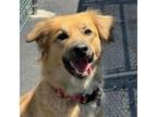 Adopt Hunny a Retriever