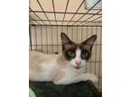 Adopt Bunny a Snowshoe, Siamese