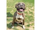 Adopt GOTTI a Pit Bull Terrier