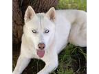 Adopt Nayru a Husky