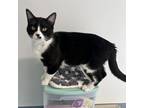 Adopt Figaro a Domestic Short Hair