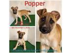 Adopt Popper a Mixed Breed