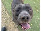 Adopt DAFOE a Pit Bull Terrier