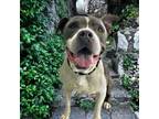 Adopt JIMMY* a Pit Bull Terrier