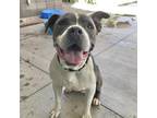 Adopt JIMMY* a Pit Bull Terrier