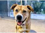 Adopt LUTHER* a Pit Bull Terrier, Labrador Retriever