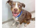 Adopt SPRIG* a Labrador Retriever, Mixed Breed