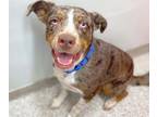 Adopt SPRIG* a Catahoula Leopard Dog, Mixed Breed