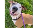 Adopt LOVER BOY* a Pit Bull Terrier, Mixed Breed