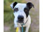 Adopt FLINT* a Pit Bull Terrier