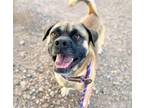 Adopt ELLIS* a Pug, Mixed Breed