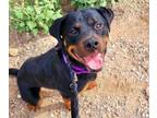 Adopt KRITO a Rottweiler, Mixed Breed