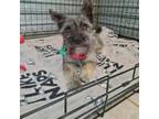 Adopt Chico a Terrier, Mixed Breed