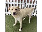 Adopt SUNNY a Labrador Retriever, Great Pyrenees