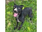 Adopt ZIGGY a Pit Bull Terrier, Australian Cattle Dog / Blue Heeler