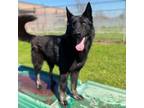 Adopt LOKI a German Shepherd Dog, Mixed Breed