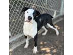 Adopt MEMPHIS a Great Dane, Mixed Breed