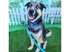 Adopt MAX a German Shepherd Dog, Mixed Breed