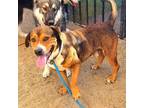 Adopt CHEVY a Basset Hound, Rottweiler