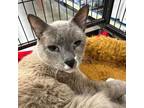 Adopt ASPEN a Siamese