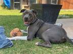 Adopt ARCHIE a Pit Bull Terrier